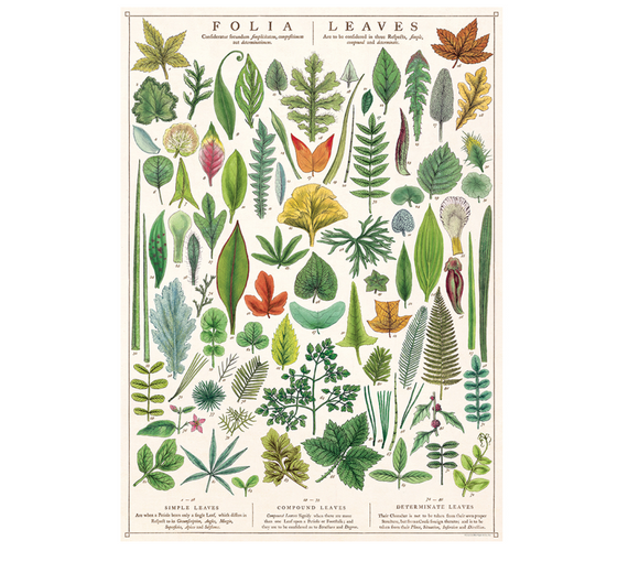 Folia Leaves Wrap/Poster